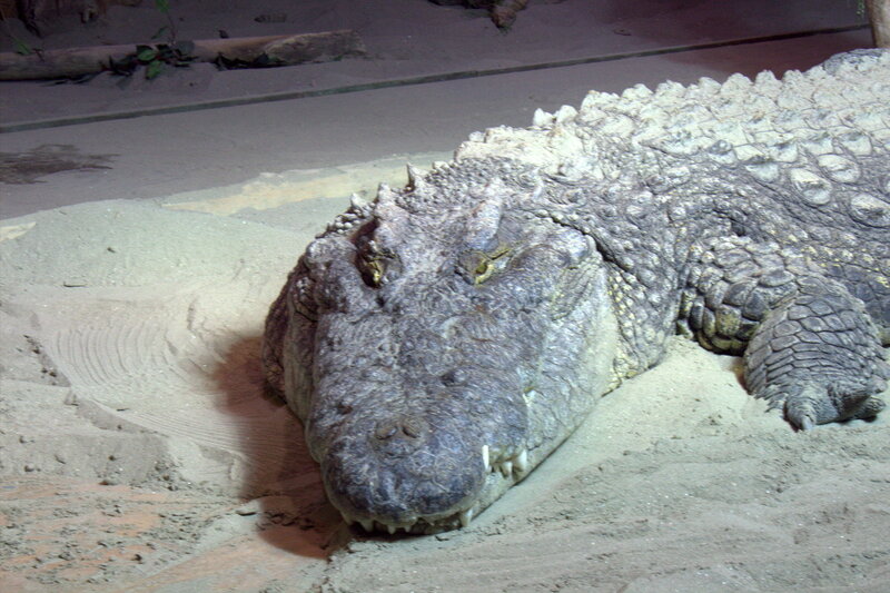 Crocodile on Sand