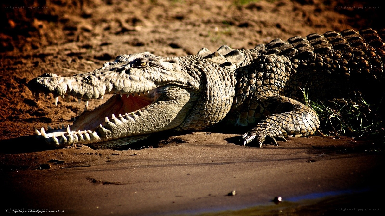Crocodile on sandy bank