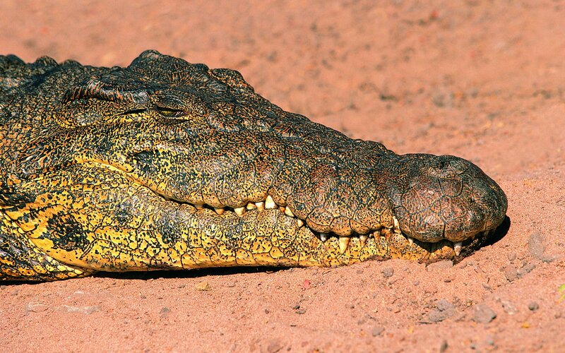 crocodile on sandy ground