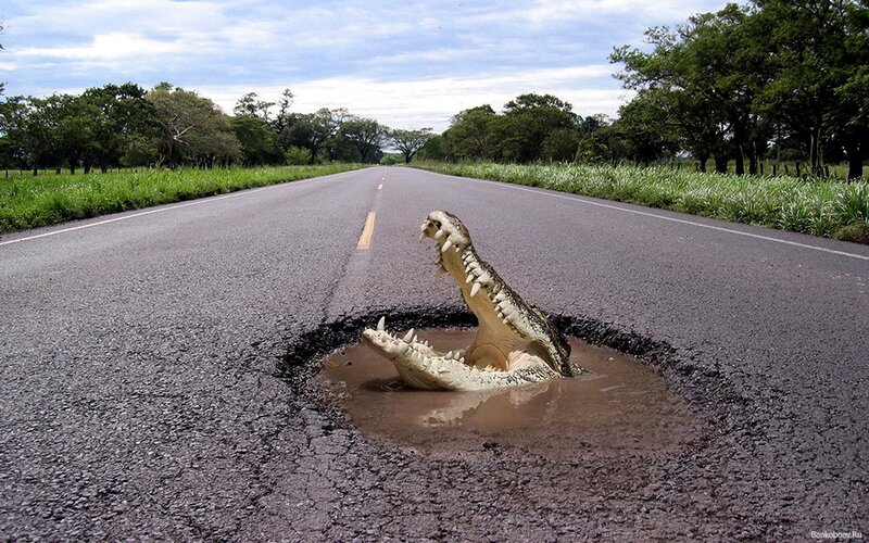 Crocodile on the road