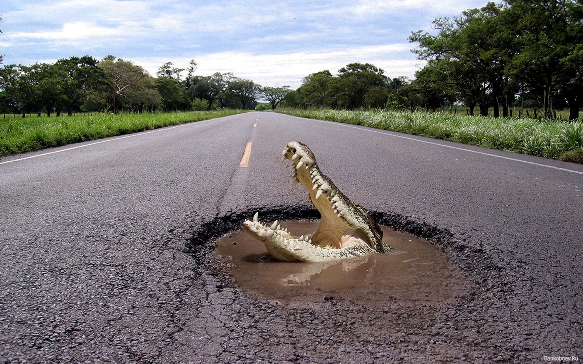 Crocodile on the road