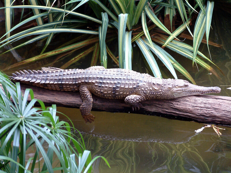Crocodile resting on a log