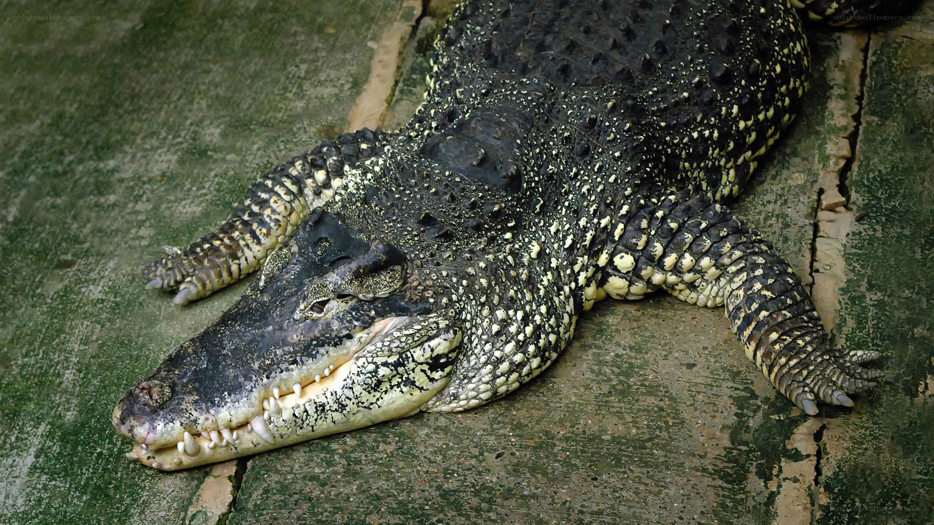 crocodile resting on concrete