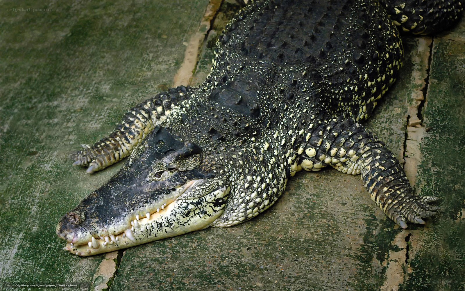 Crocodile resting on concrete