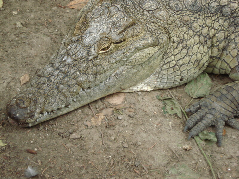 crocodile resting on ground