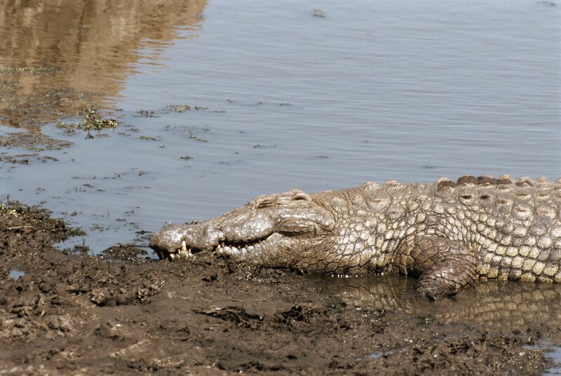 Crocodile resting on riverbank