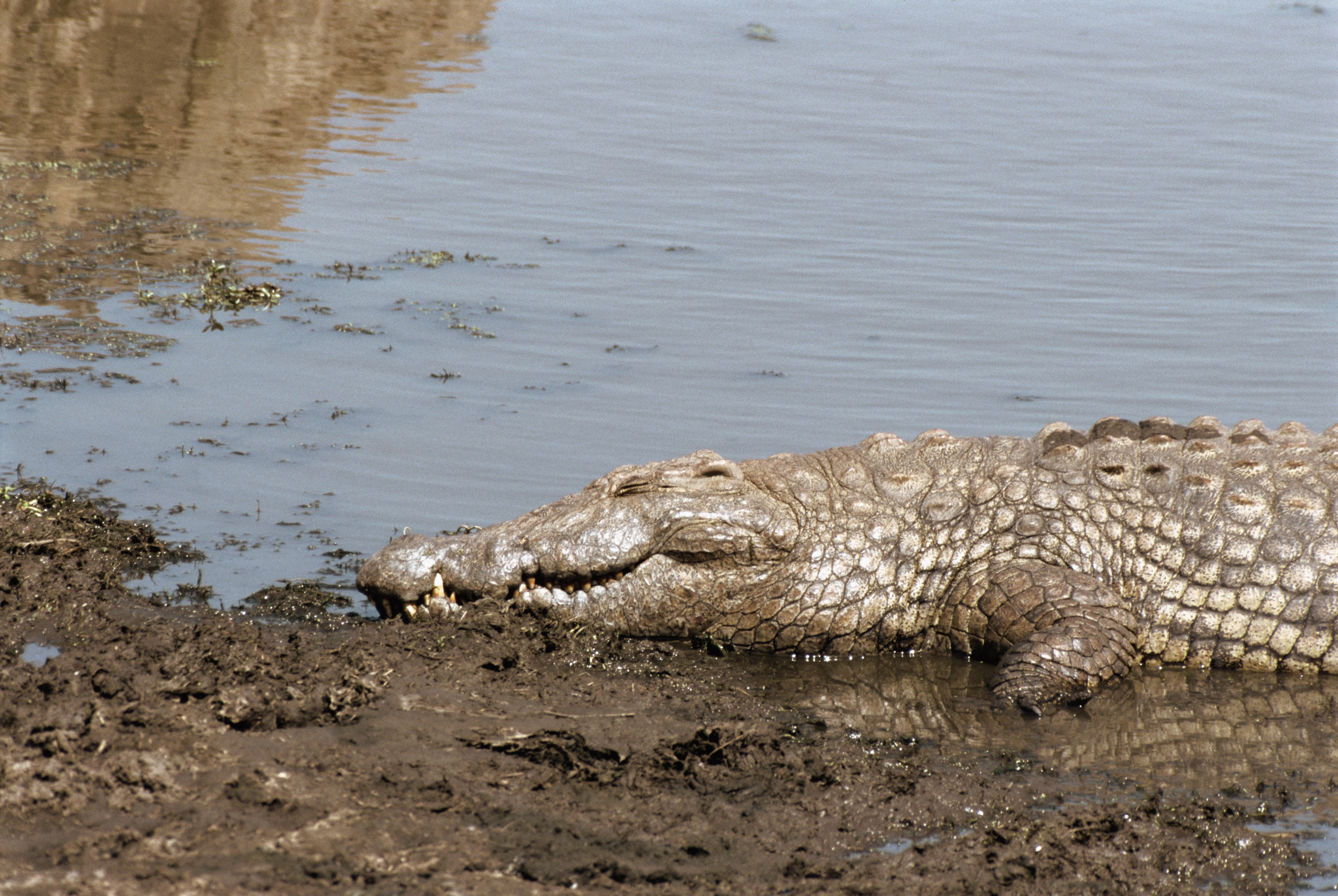 Crocodile resting on riverbank