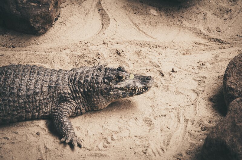 crocodile resting on sand