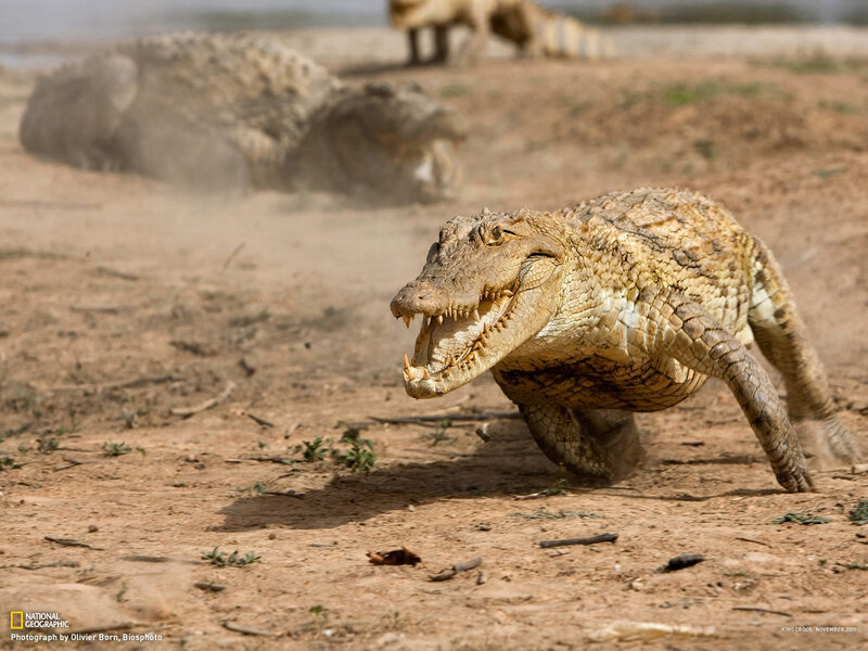Crocodile Running on Dirt — Brown, Dramatic