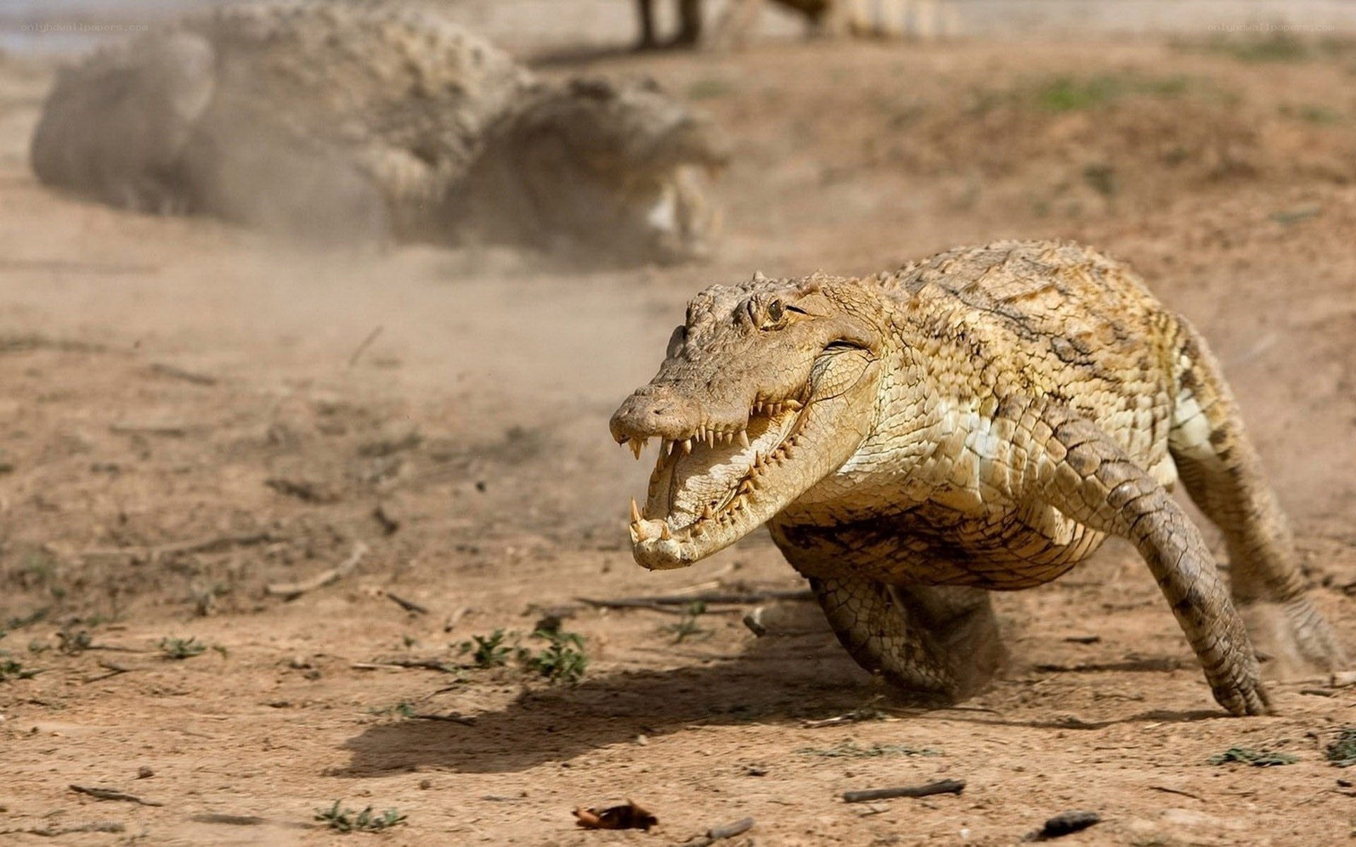 Crocodile running on dry ground