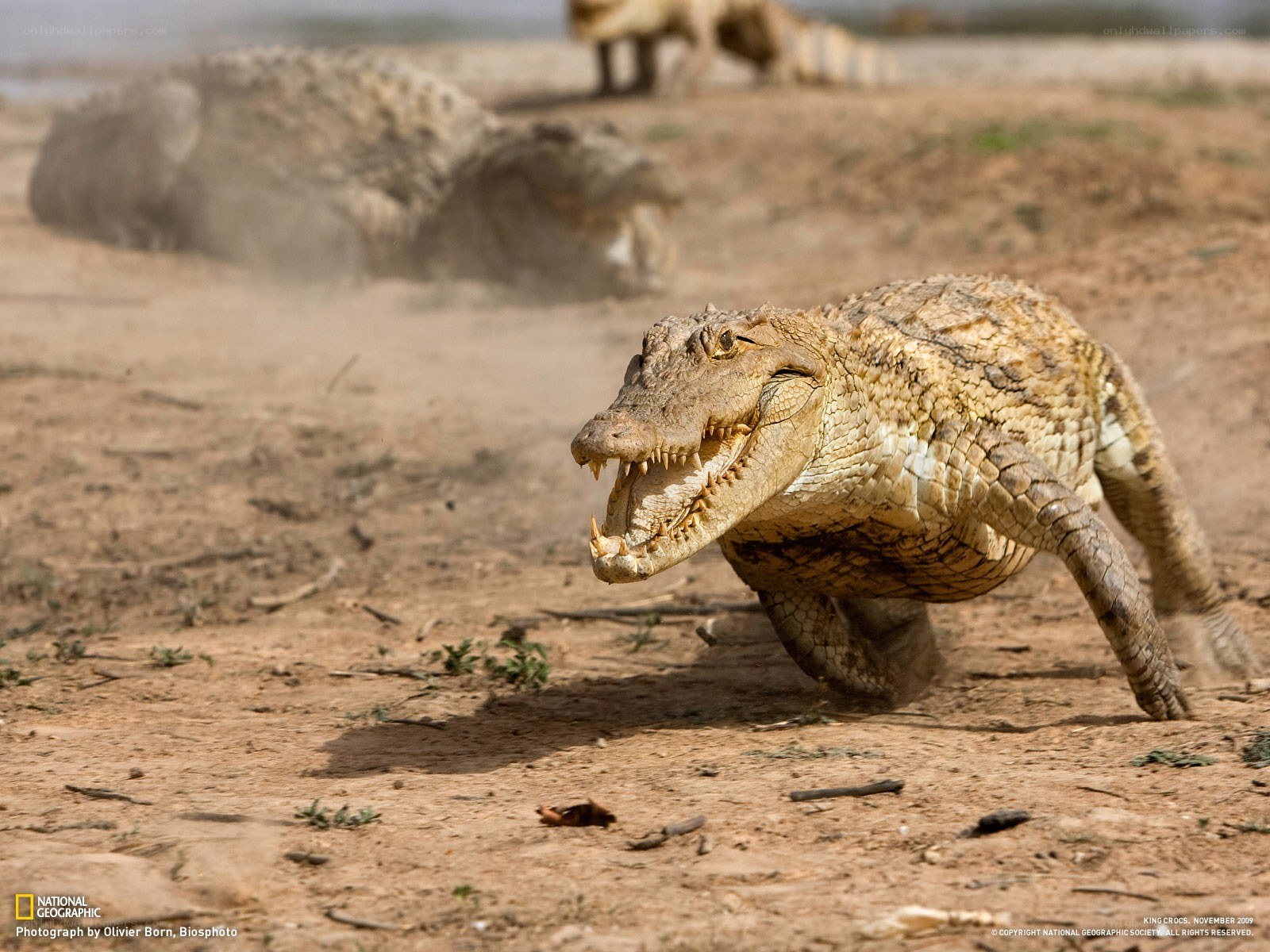 Crocodile running on dry land