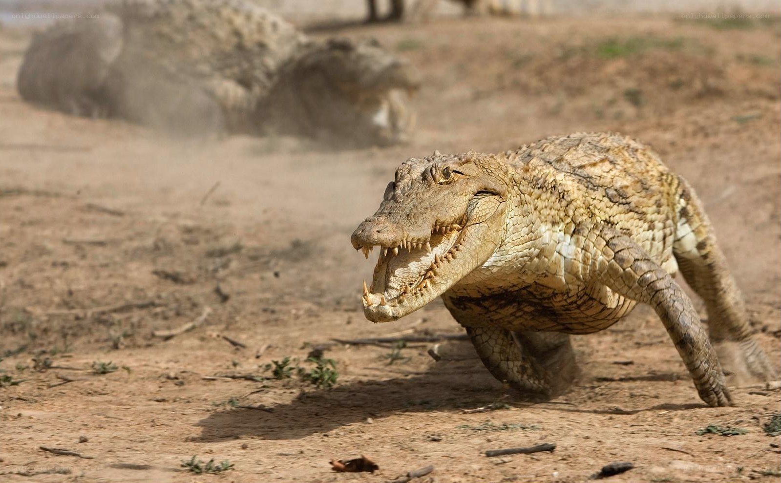 Crocodile running on dry land