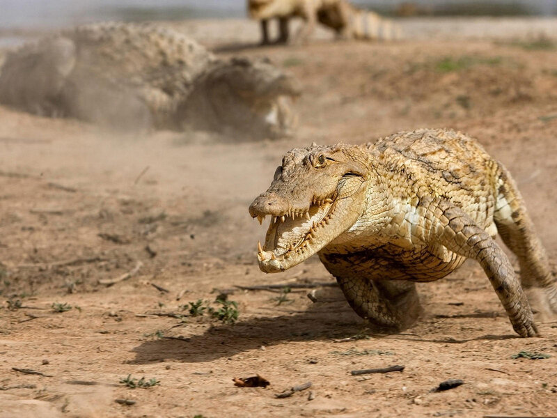 Crocodile Running on Land