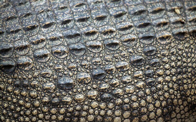 Crocodile Skin Texture — Black