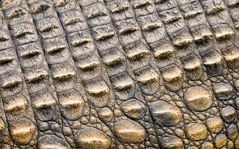 Crocodile Skin Texture — Brown