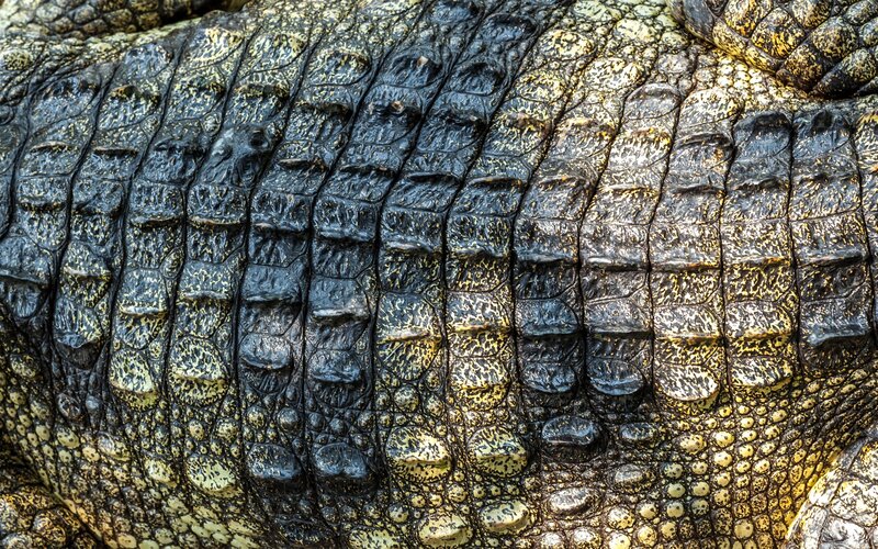 Crocodile Skin Texture