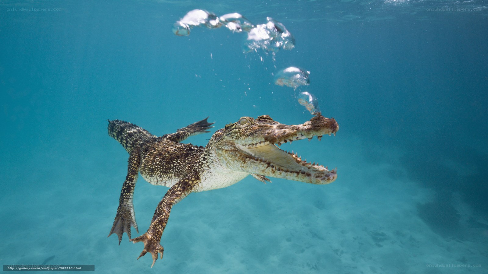 Crocodile swimming underwater