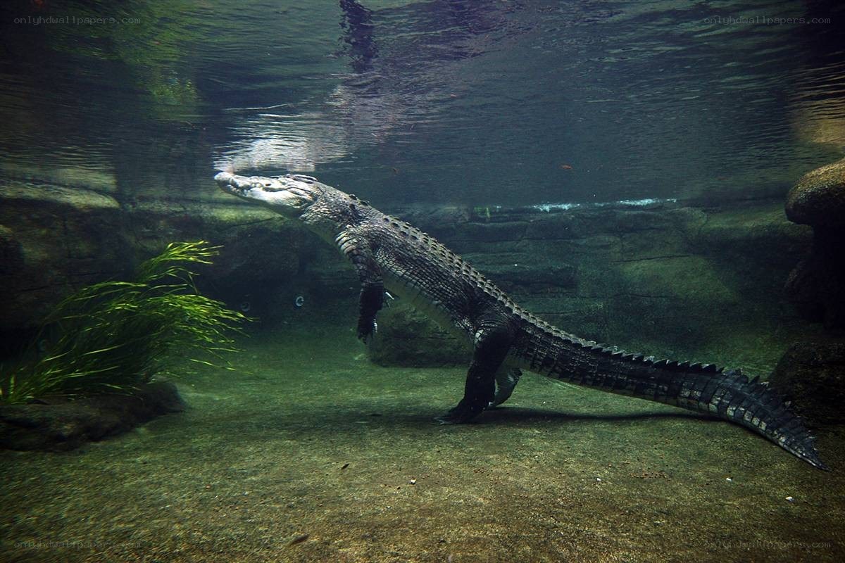 Crocodile swimming underwater