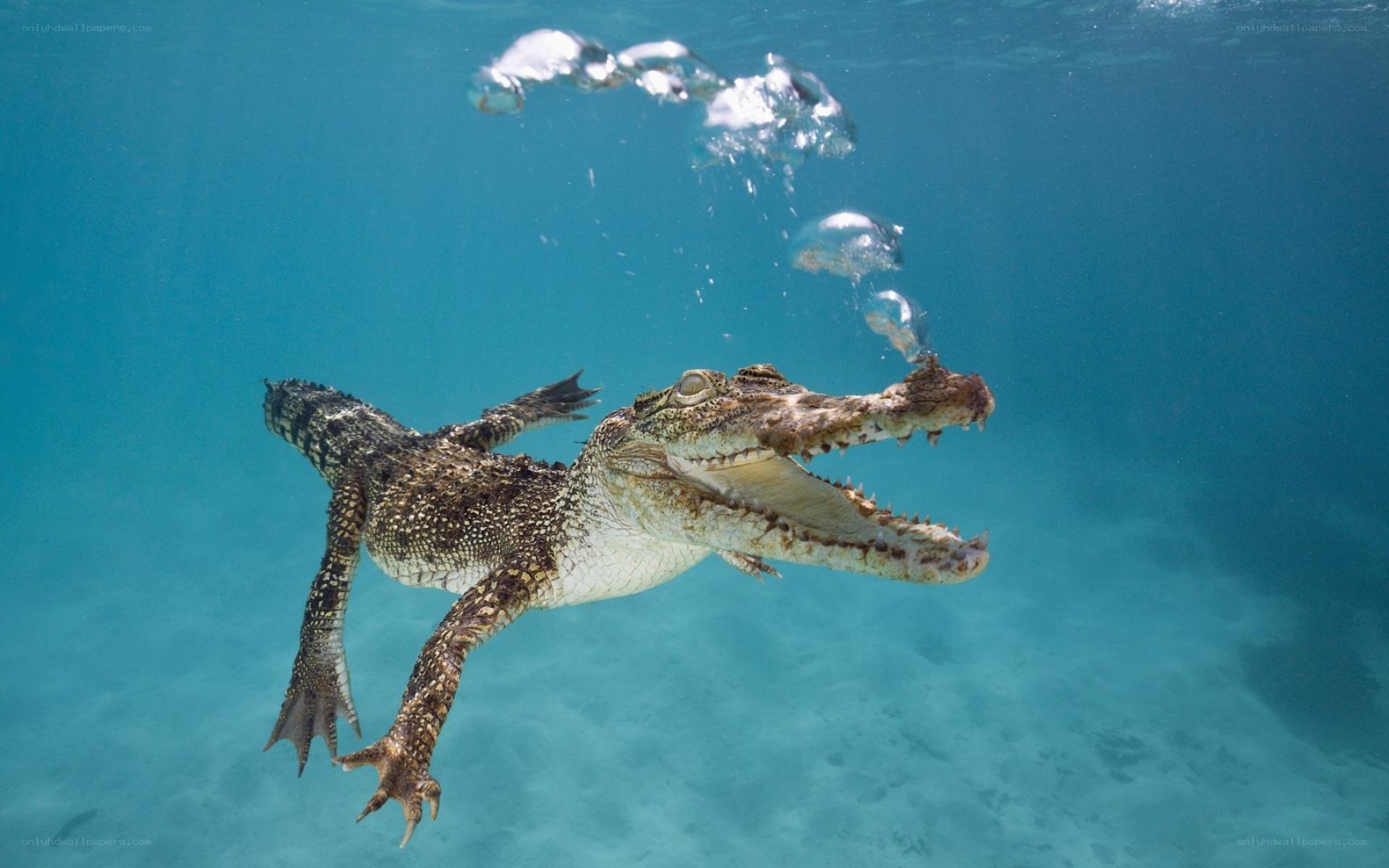 Crocodile swimming underwater