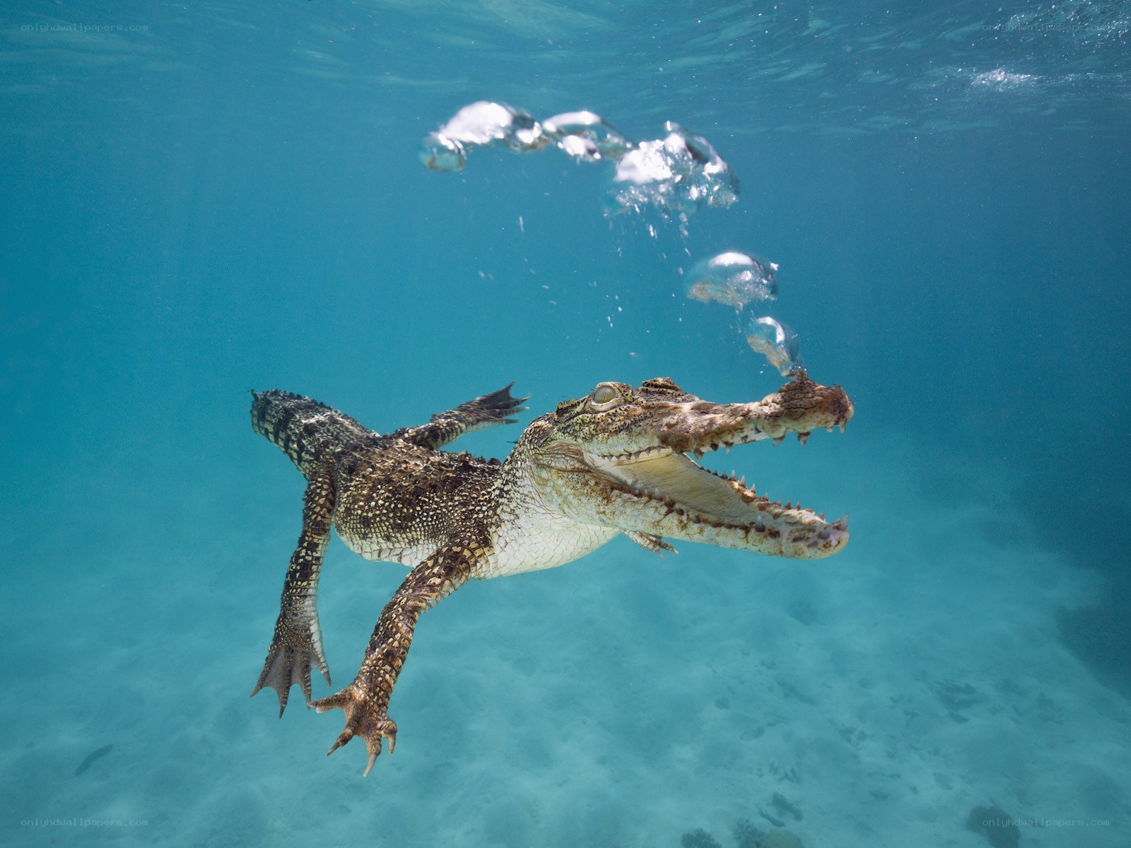 Crocodile swimming underwater
