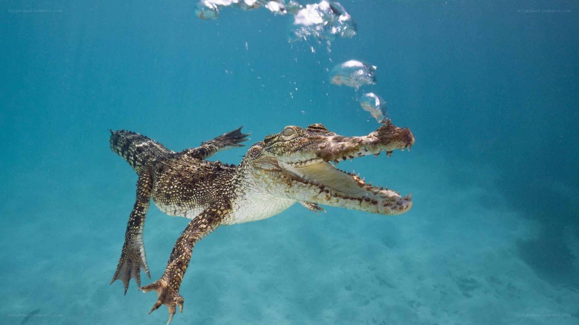 crocodile swimming underwater