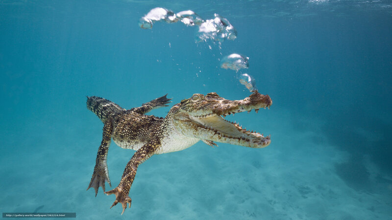 Crocodile Swimming Underwater — Blue, Calm, Photograph