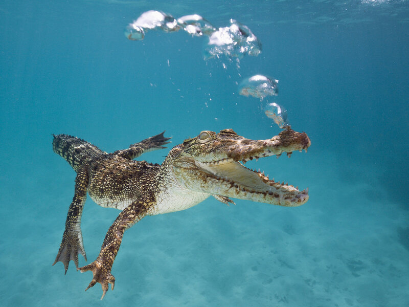 Crocodile Swimming Underwater — Blue
