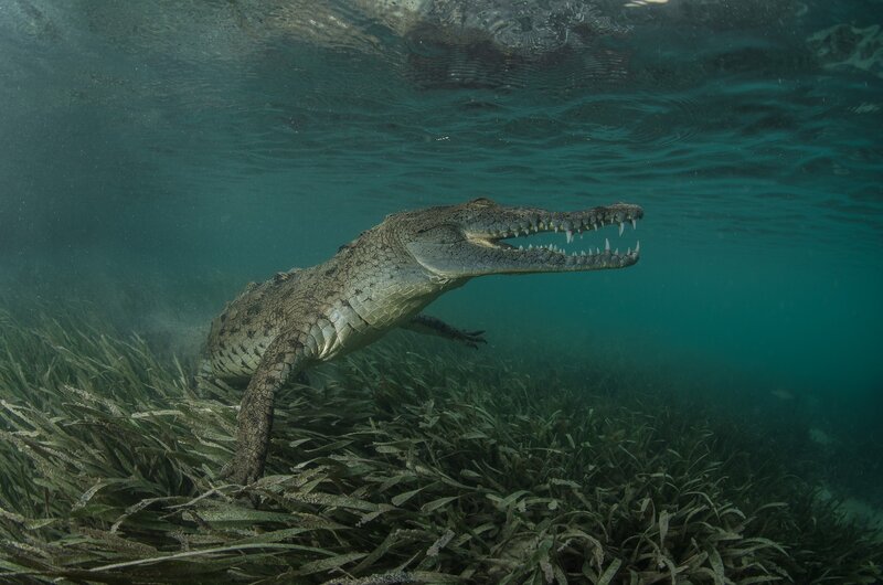 Crocodile Swimming Underwater — Green, Natural