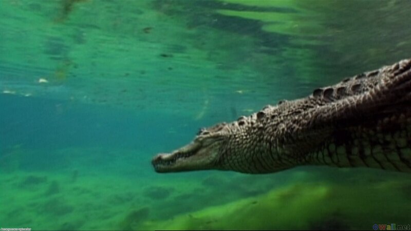 Crocodile Swimming Underwater — Green