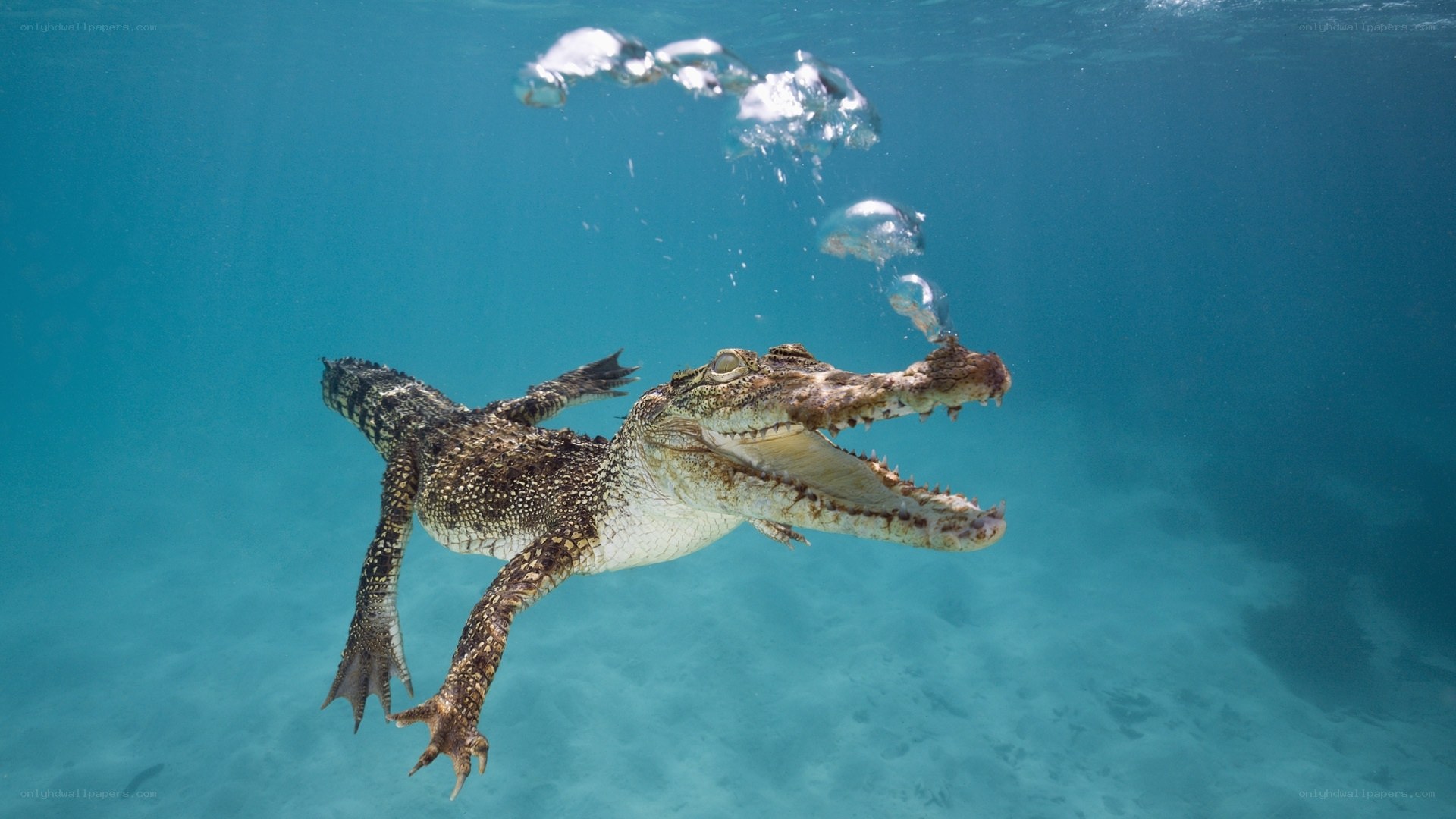 crocodile swimming underwater