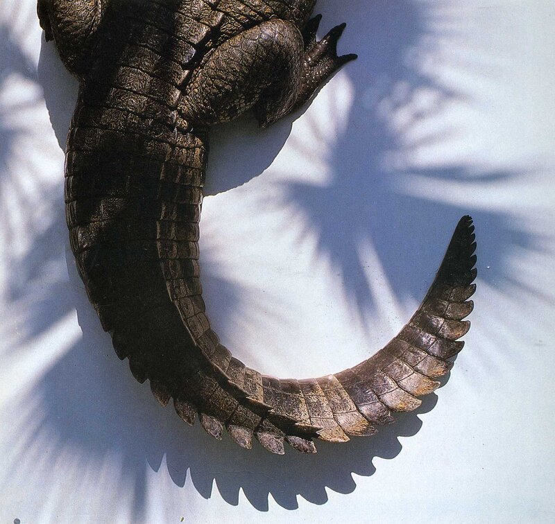 Crocodile tail and hind legs