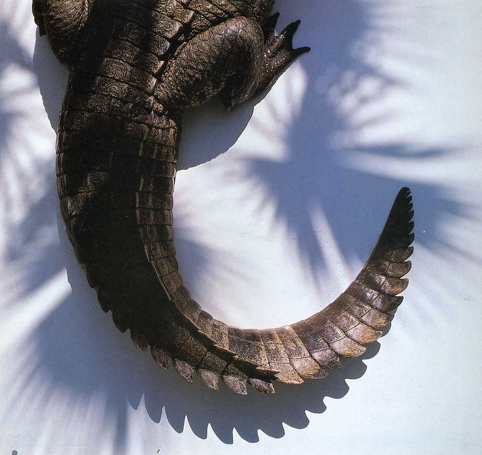 Crocodile tail and hind legs