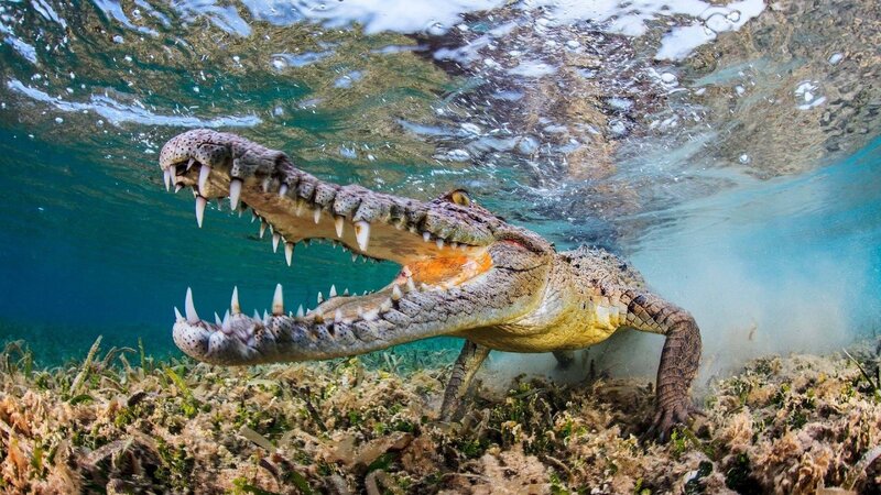 Crocodile Underwater — Blue