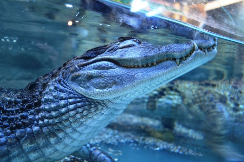 crocodile underwater close-up