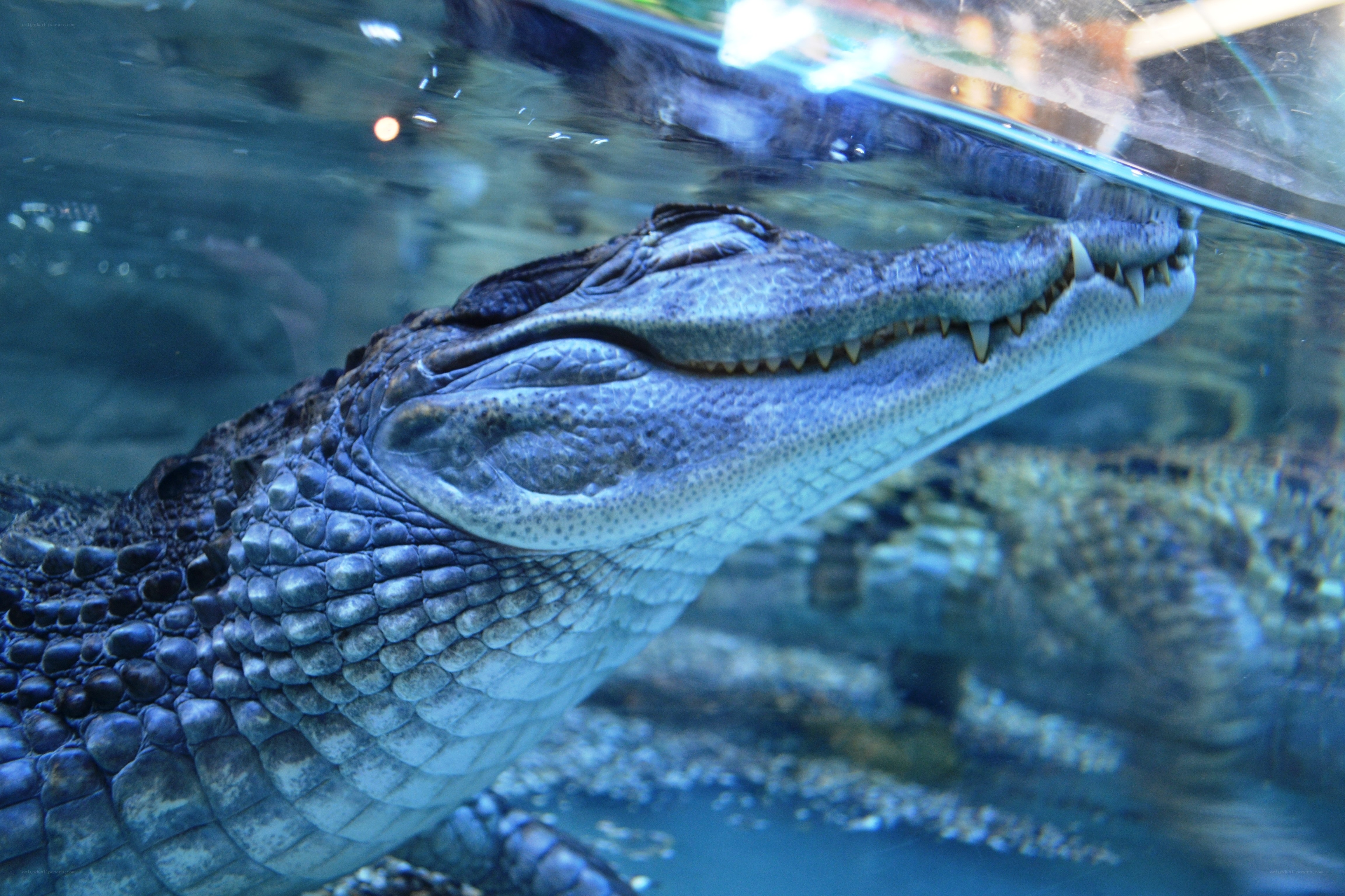 crocodile underwater close-up