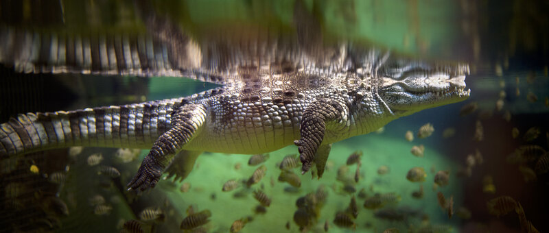 Crocodile Underwater — Green, Calm