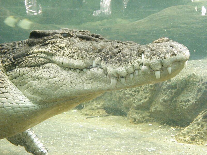 Crocodile Underwater — Green