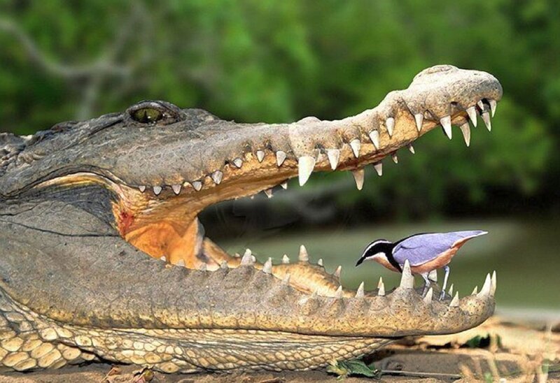 Crocodile with bird in its mouth