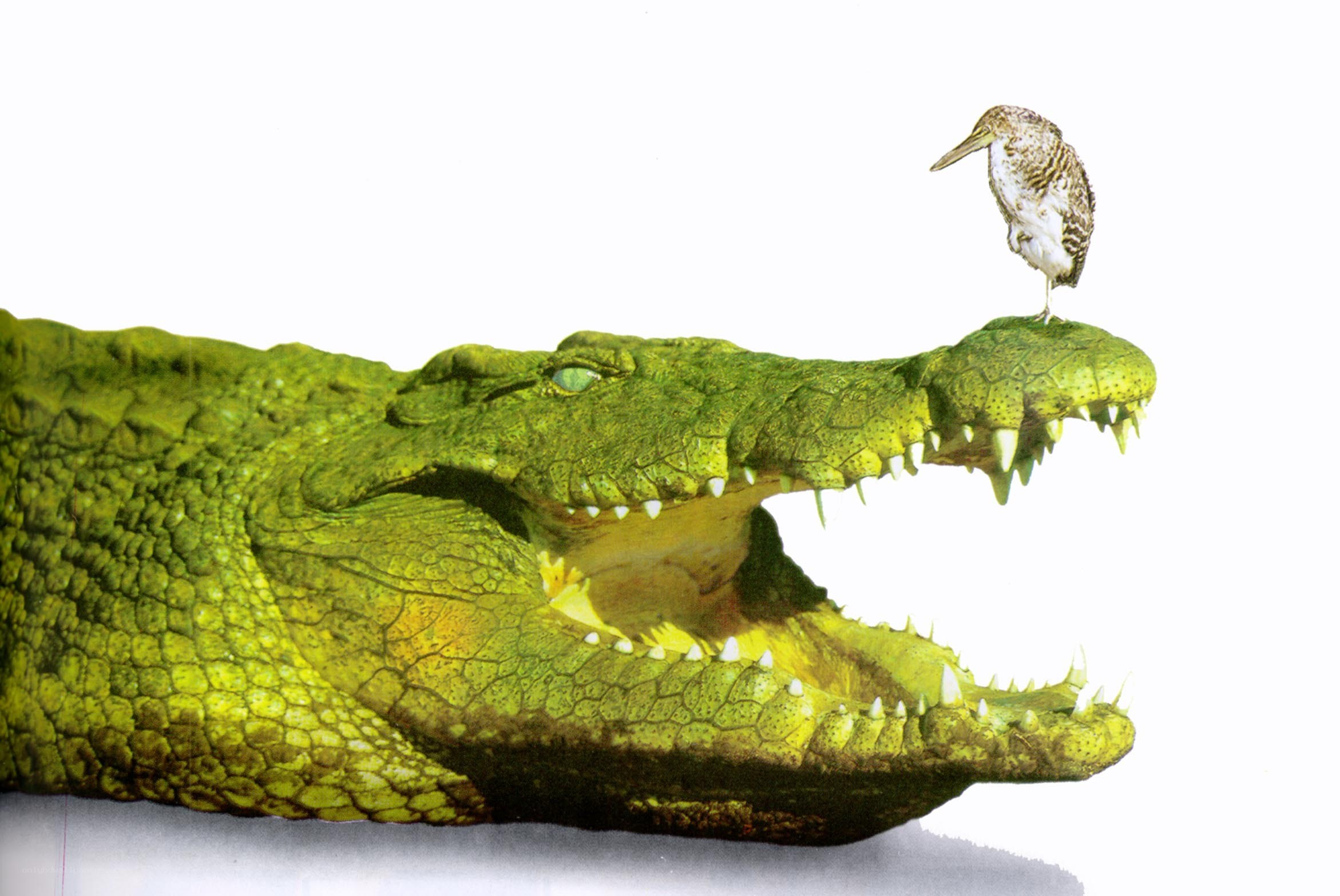 Crocodile with bird on snout