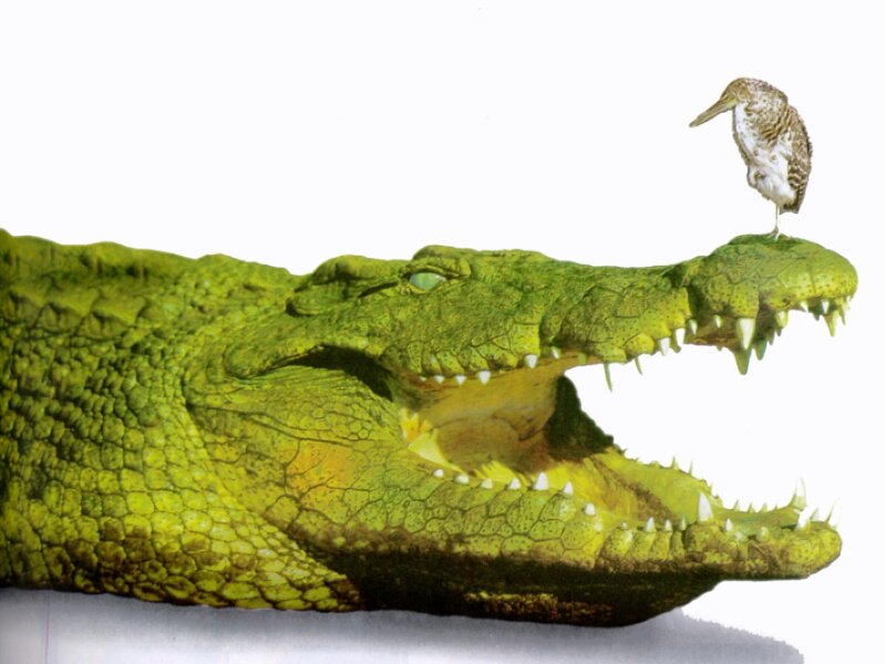 Crocodile with Bird