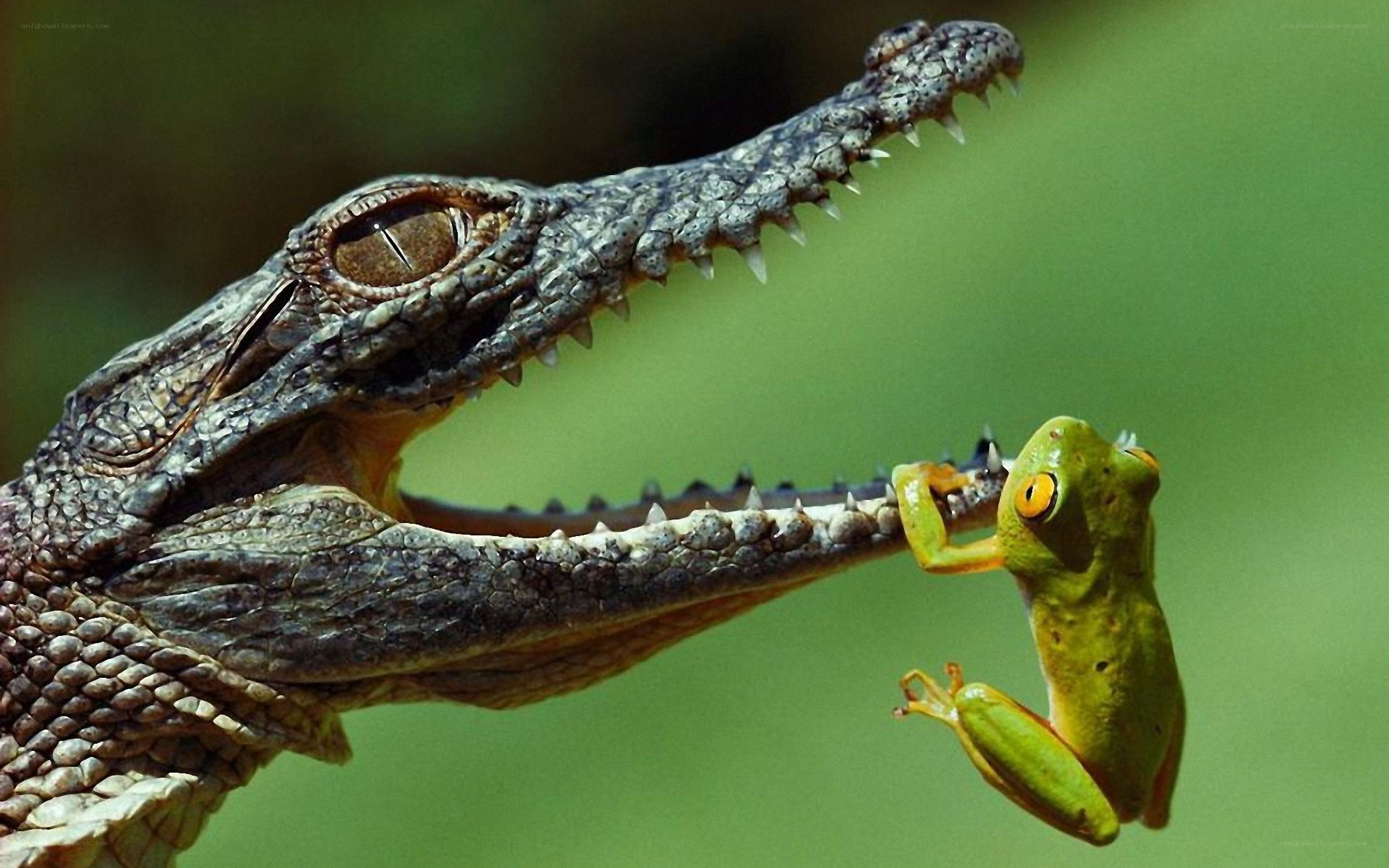 Crocodile with frog in its mouth