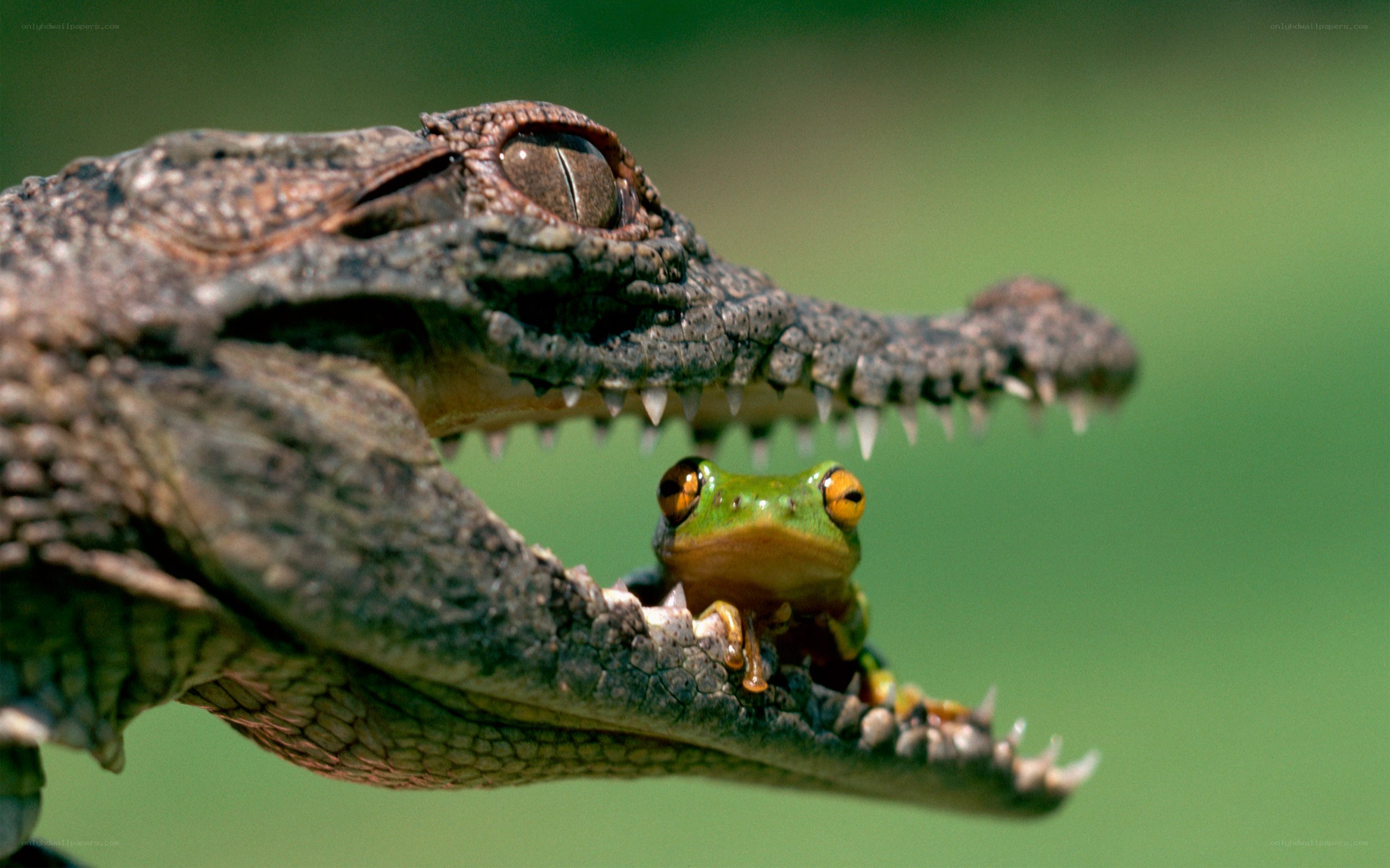 Crocodile with frog in mouth