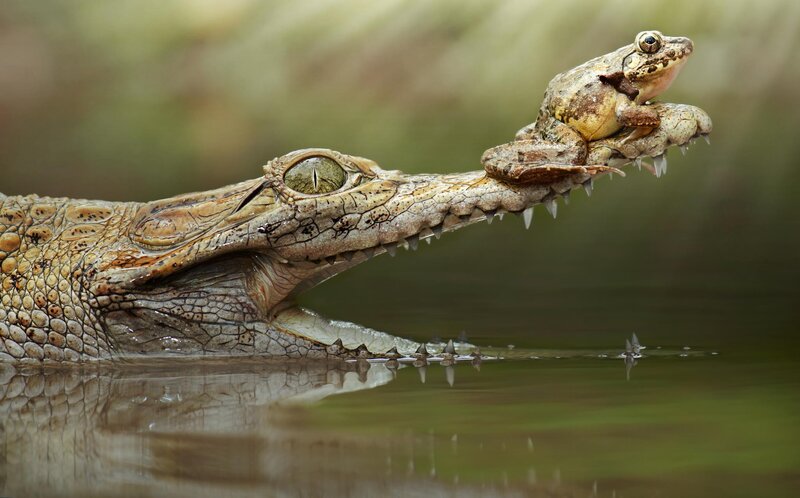 Crocodile with Frog on Snout