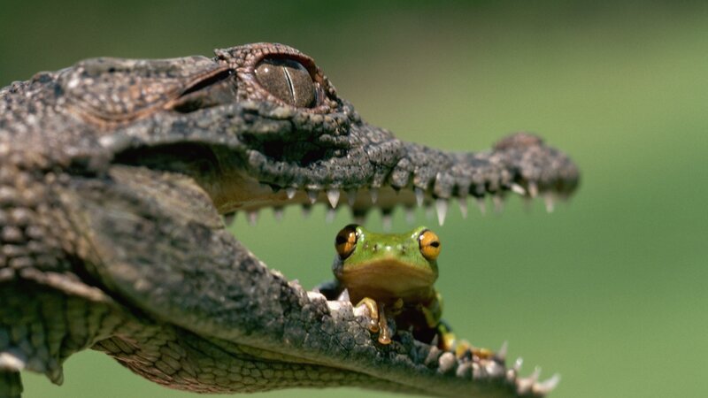 Crocodile with Frog
