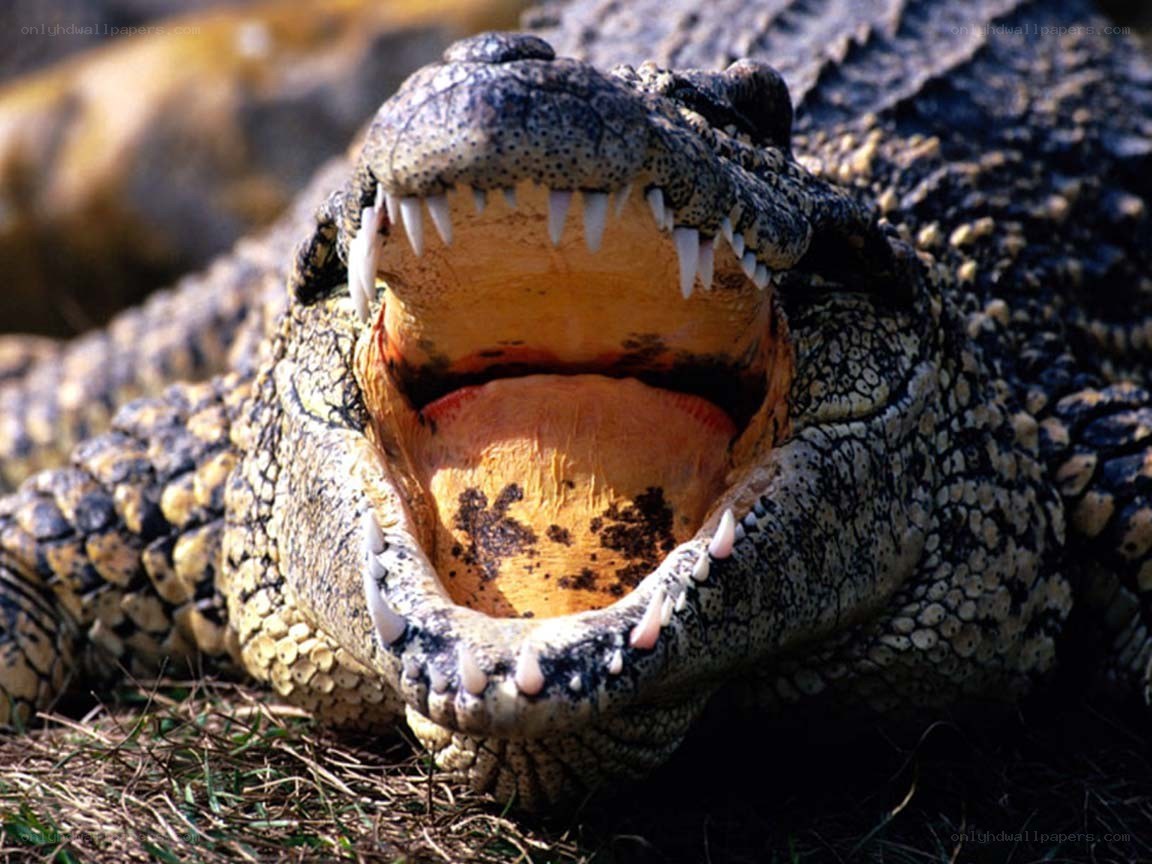Crocodile with open mouth
