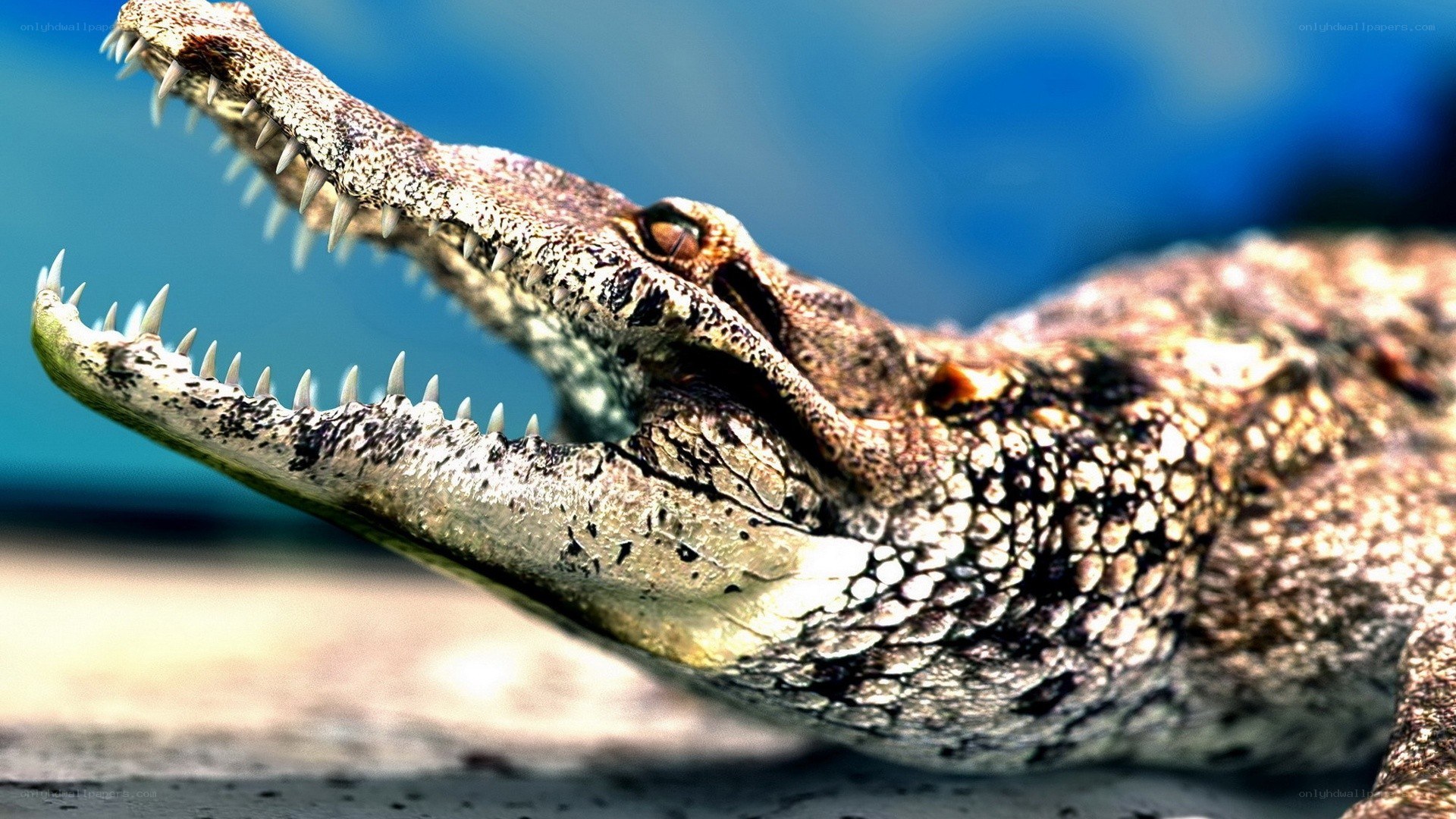 crocodile with open mouth