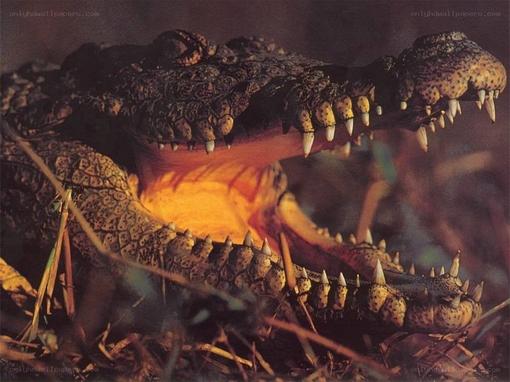 Crocodile with open mouth