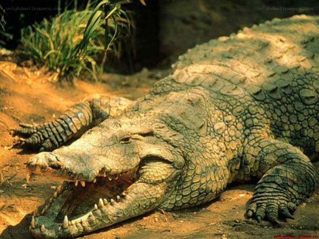 Crocodile with open mouth
