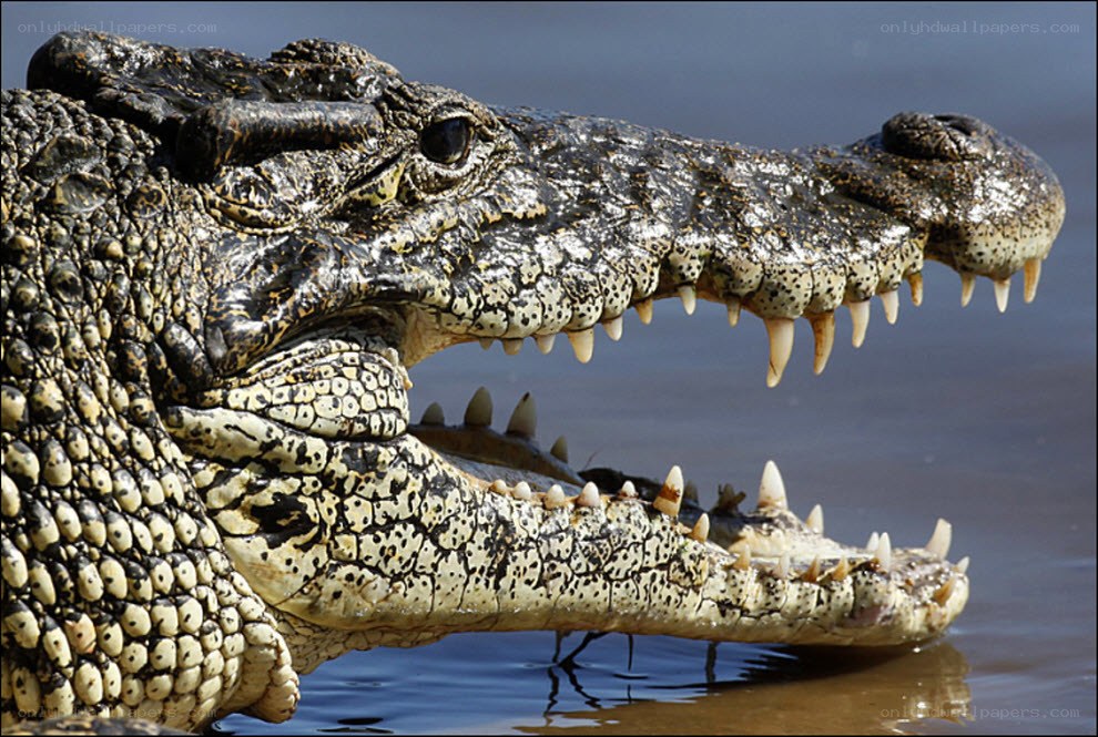 Crocodile with open mouth