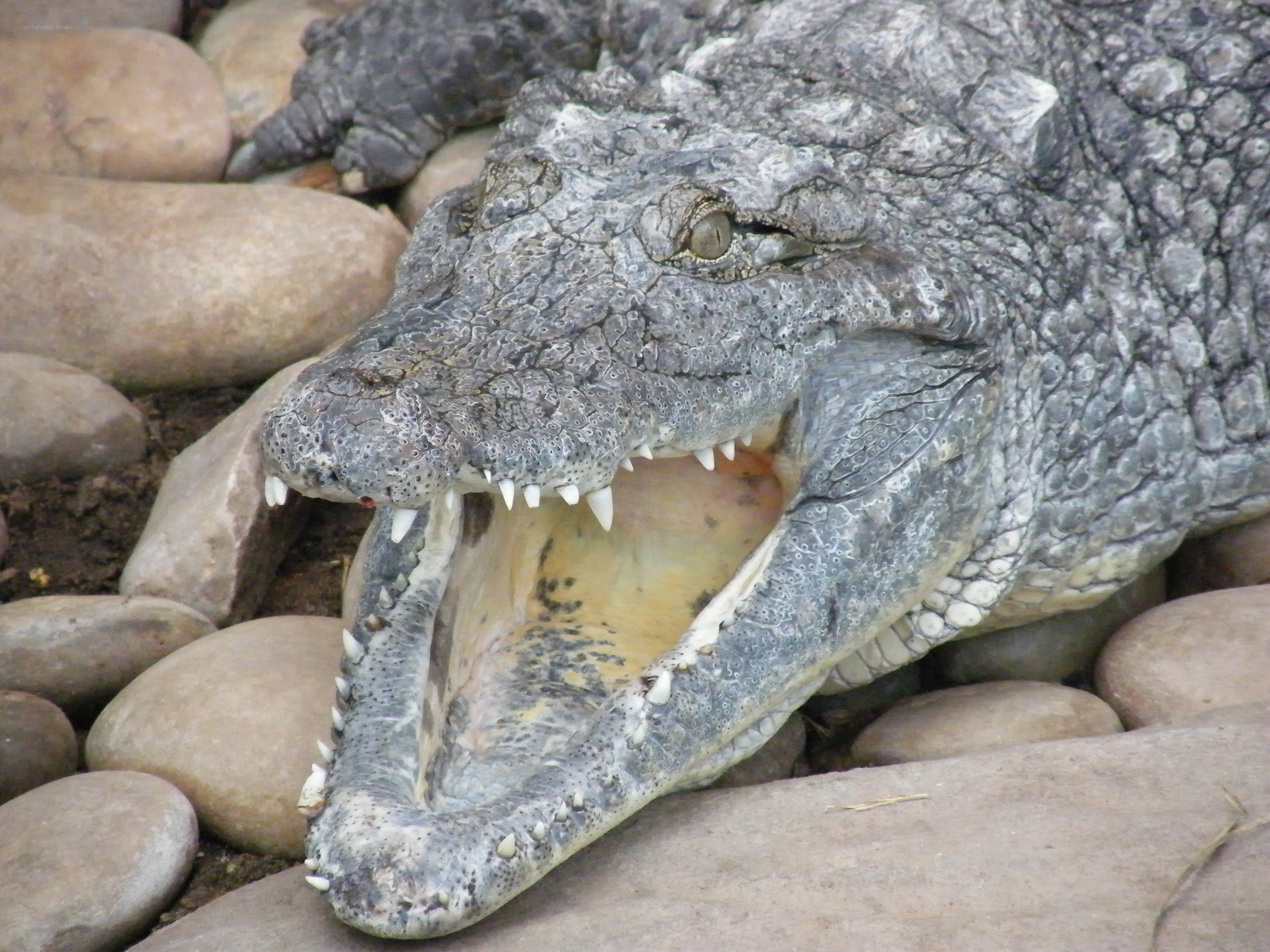 crocodile with open mouth